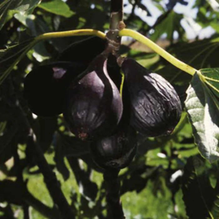Negronne Fig 3 Negronne Fig