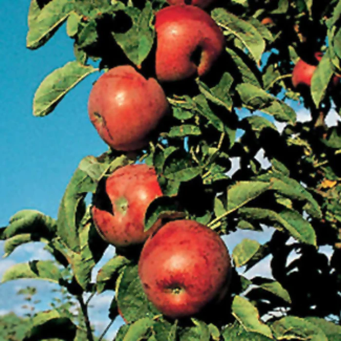 Northpole™ Columnar Apple 3 Northpole™ Columnar Apple