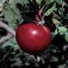 Royal Court™ Cortland Semi Dwarf Apple 1 Royal Court™ Cortland Semi Dwarf Apple -Maximas Flower Shop 30512
