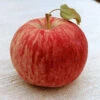 Duchess Of Oldenburg Semi Dwarf Apple -Maximas Flower Shop 30516