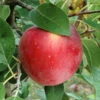 Enterprise Semi Dwarf Apple 2 Enterprise Semi Dwarf Apple -Maximas Flower Shop 30522