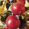 Freedom Semi Dwarf Apple -Maximas Flower Shop 30526