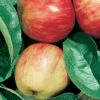 Red Gravenstein Semi Dwarf Apple -Maximas Flower Shop 30534