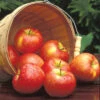 Honeycrisp™ Semi Dwarf Apple -Maximas Flower Shop 30540