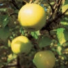 Honeygold Semi Dwarf Apple -Maximas Flower Shop 30544