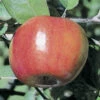 Liberty Semi Dwarf Apple 2 Liberty Semi Dwarf Apple -Maximas Flower Shop 30552