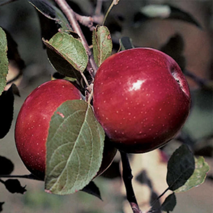 RubyMac® Mcintosh Semi Dwarf Apple 3 RubyMac® Mcintosh Semi Dwarf Apple