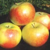 Wealthy Semi Dwarf Apple -Maximas Flower Shop 30584