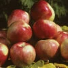 Zestar Semi-Dwarf Apple -Maximas Flower Shop 30590