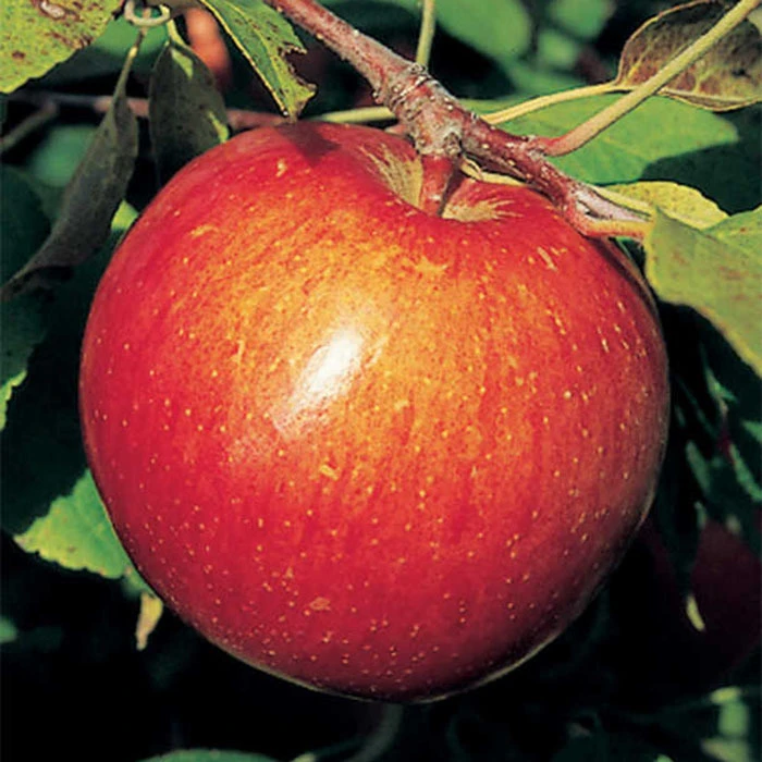 Haralson Standard Apple 3 Haralson Standard Apple