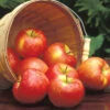 Honeycrisp™ Standard Apple -Maximas Flower Shop 30640