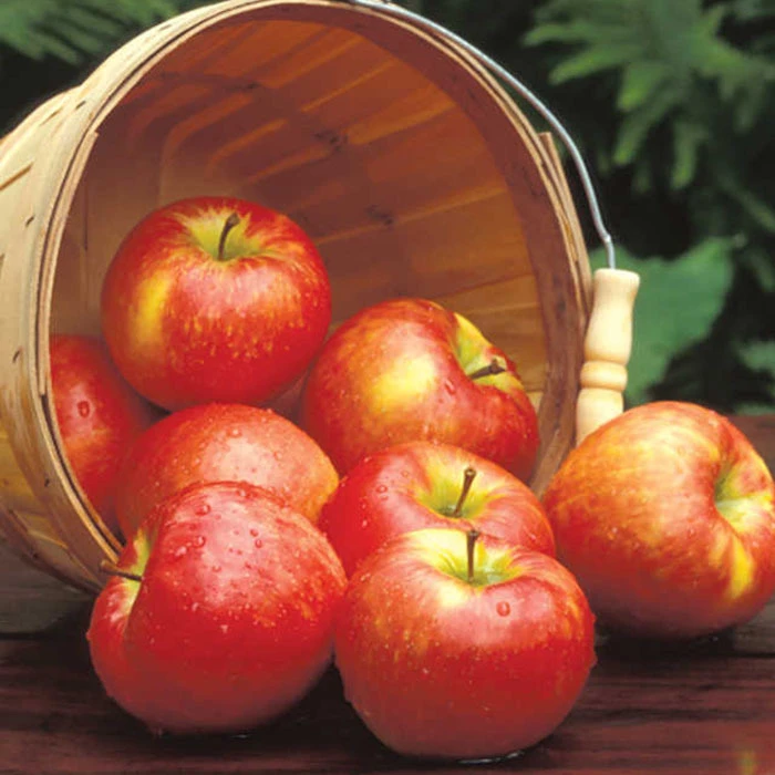 Honeycrisp™ Standard Apple 3 Honeycrisp™ Standard Apple