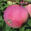 Prairie Magic® Standard Apple -Maximas Flower Shop 30674