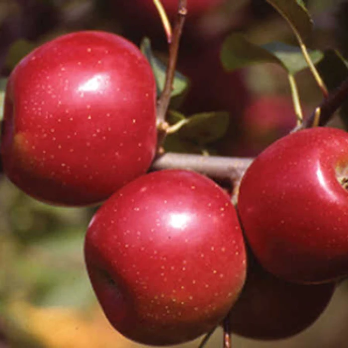 Enterprise Dwarf Apple 3 Enterprise Dwarf Apple