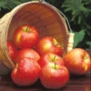 Honeycrisp™ Dwarf Apple 1 Honeycrisp™ Dwarf Apple -Maximas Flower Shop 30715