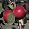 RubyMac® Mcintosh Dwarf Apple -Maximas Flower Shop 30722
