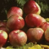 Zestar Dwarf Apple -Maximas Flower Shop 30726