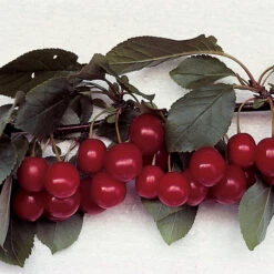 Special Pie Cherry Offer