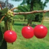 Montmorency Dwarf Pie Cherry