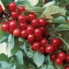 North Star Hardy Dwarf Pie Cherry -Maximas Flower Shop 30745