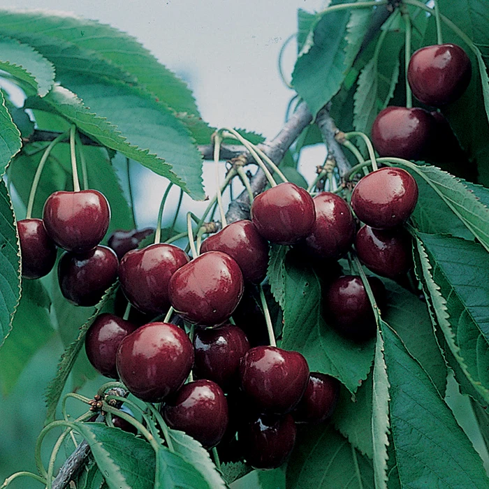 BlackGold™ Dwarf Sweet Cherry 3 BlackGold™ Dwarf Sweet Cherry