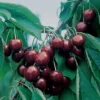 BlackGold™ Standard Sweet Cherry 1 BlackGold™ Standard Sweet Cherry -Maximas Flower Shop 30757