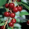 Danube™ Red Juice Cherry 2 Danube™ Red Juice Cherry -Maximas Flower Shop 30760