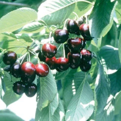 Lapins Standard Sweet Cherry