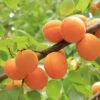 Apricot Offer 2 Apricot Offer -Maximas Flower Shop 30785a