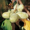 Shenandoah Pawpaw -Maximas Flower Shop 30788