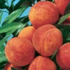 Reliance Standard Peach -Maximas Flower Shop 30795