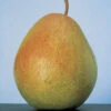 Flemish Beauty Dwarf Pear -Maximas Flower Shop 30815