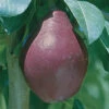 Red Clapp's Favorite Dwarf Pear -Maximas Flower Shop 30829