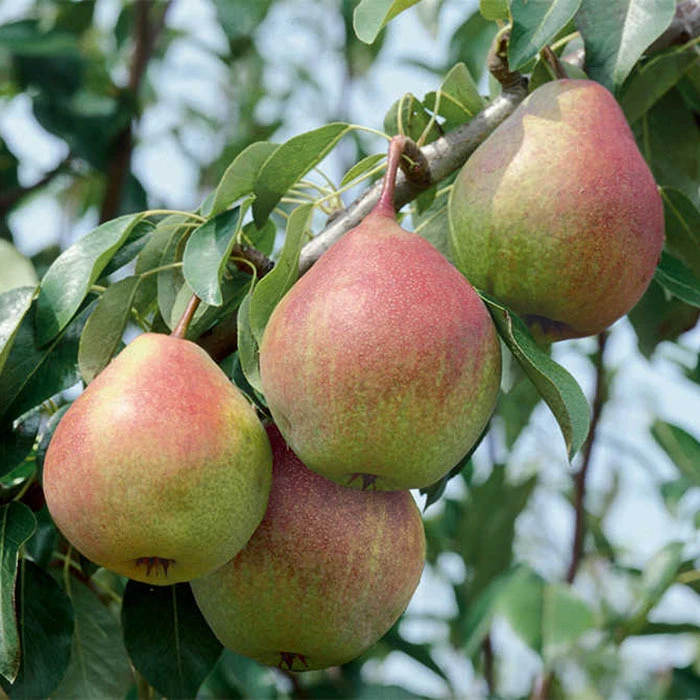 Seckel Dwarf Pear 3 Seckel Dwarf Pear