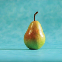 Potomac Dwarf Pear Tree