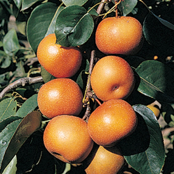 Chojuro Pear 3 Chojuro Pear