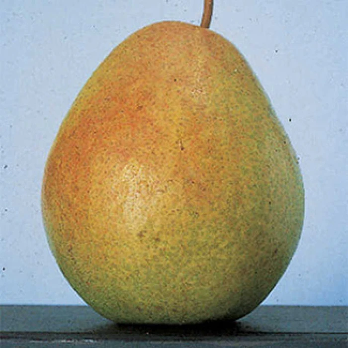 Flemish Beauty Standard Pear 3 Flemish Beauty Standard Pear