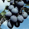 Mount Royal Hardy Dwarf Plum 1 Mount Royal Hardy Dwarf Plum -Maximas Flower Shop 30915