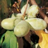 Prolific And Shenandoah Pawpaw Offer -Maximas Flower Shop 30955