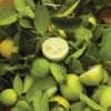 Bearss Lime Tree -Maximas Flower Shop 30969