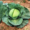Kk Cross Hybrid Cabbage -Maximas Flower Shop 5713 3612 popup