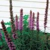 Purple Liatris -Maximas Flower Shop 64273