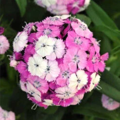 Dianthus Dash™ Magician Hybrid