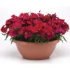 Dianthus Coronet™ Cherry Red Hybrid 1 Dianthus Coronet™ Cherry Red Hybrid -Maximas Flower Shop 6804 5135 popup