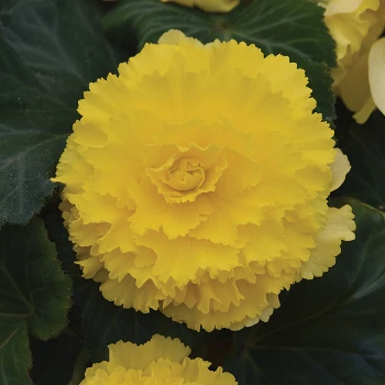 Begonia Amerihybrid® Ruffled Yellow 3 Begonia Amerihybrid® Ruffled Yellow