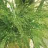 Grass Panicum Frosted Explosion -Maximas Flower Shop 6818 5142 popup
