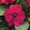 Magenta Bliss Solarscape™ Hybrid Impatiens -Maximas Flower Shop 6824 5144 popup