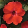 Orange Burst Solarscape™ Hybrid Impatiens -Maximas Flower Shop 6826 5145 popup