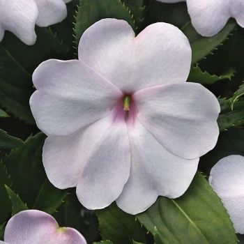 White Shimmer Solarscape™ Hybrid Impatiens 3 White Shimmer Solarscape™ Hybrid Impatiens