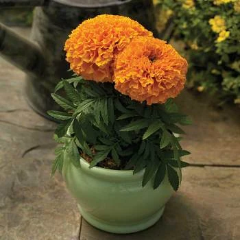 Proud Mari Orange Marigold 3 Proud Mari Orange Marigold